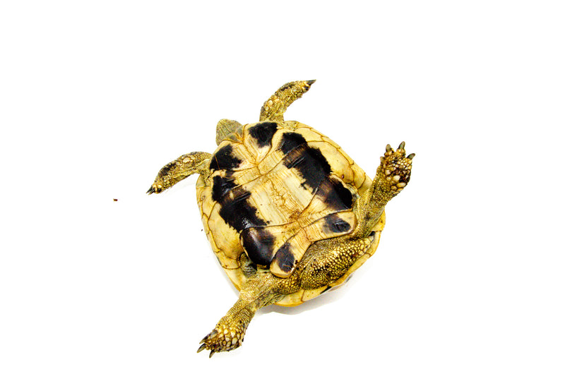 Eastern Hermann's Tortoise Adult (6-7 inch) Male 1 -