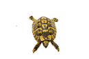 Eastern Hermann's Tortoise Adult (6-7 inch) Male 1 -