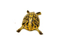 Eastern Hermann's Tortoise Adult (6-7 inch) Male 1 -