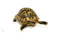 Eastern Hermann's Tortoise Adult (6-7 inch) Male 2 -