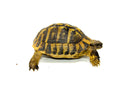 Eastern Hermann's Tortoise Adult (6-7 inch) Male 2 -