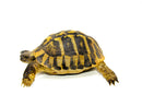 Eastern Hermann's Tortoise Adult (6-7 inch) Male 2 -
