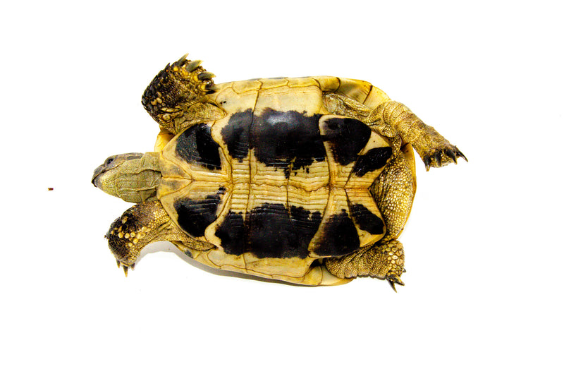 Eastern Hermann's Tortoise Adult (6-7 inch) Male 2 -