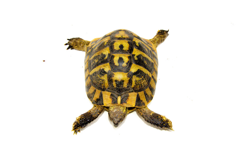 Eastern Hermann's Tortoise Adult (6-7 inch) Male 2 -
