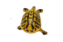 Eastern Hermann's Tortoise Adult (6-7 inch) Male 2 -