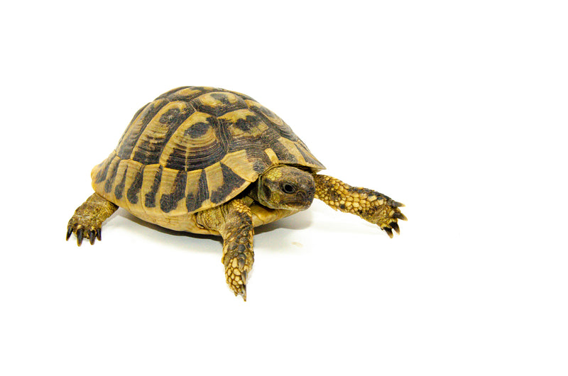 Eastern Hermann's Tortoise Adult (6-7 inch) Male 3 -