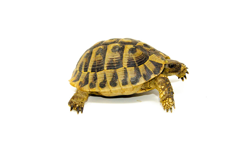 Eastern Hermann's Tortoise Adult (6-7 inch) Male 3 -