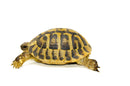 Eastern Hermann's Tortoise Adult (6-7 inch) Male 3 -