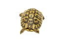Eastern Hermann's Tortoise Adult (6-7 inch) Male 3 -