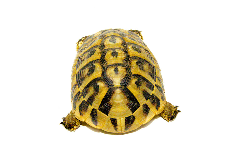 Eastern Hermann's Tortoise Adult (6-7 inch) Male 3 -
