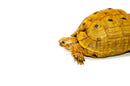 Syrian Golden Greek Tortoise Adult Female 1 (Testudo graeca terrestris) -