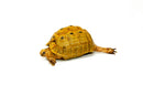 Syrian Golden Greek Tortoise Adult Female 1 (Testudo graeca terrestris) -