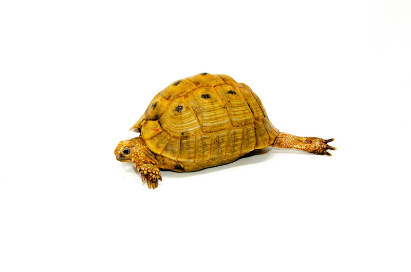 Syrian Golden Greek Tortoise Adult Female 1 (Testudo graeca terrestris) -