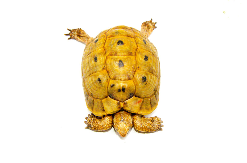 Syrian Golden Greek Tortoise Adult Female 1 (Testudo graeca terrestris) -