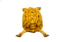 Syrian Golden Greek Tortoise Adult Female 1 (Testudo graeca terrestris) -