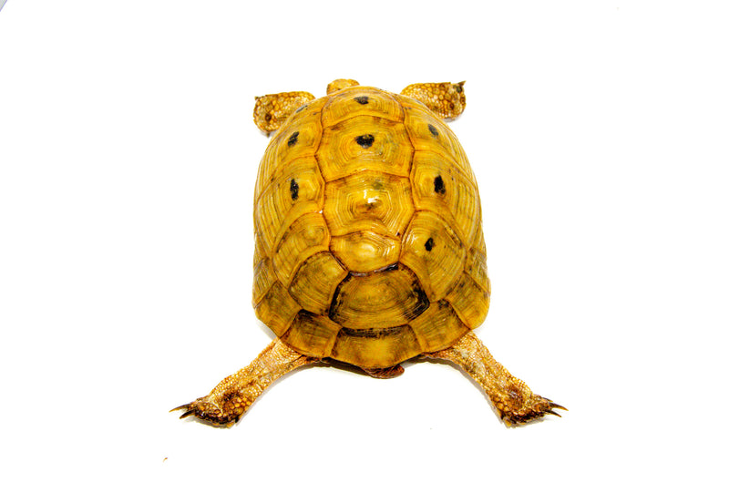 Syrian Golden Greek Tortoise Adult Female 1 (Testudo graeca terrestris) -