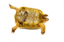 Syrian Golden Greek Tortoise Adult Female 1 (Testudo graeca terrestris) -