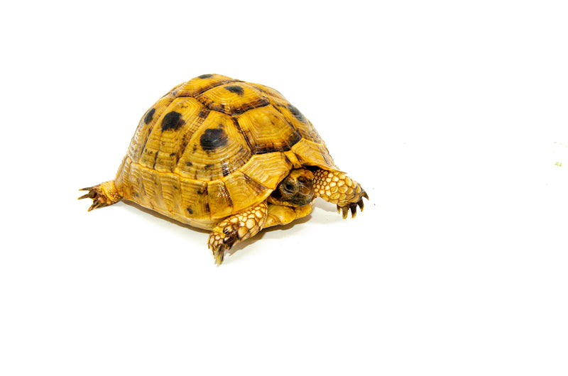 Syrian Golden Greek Tortoise Adult Female 2 (Testudo graeca terrestris) -
