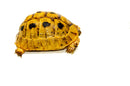 Syrian Golden Greek Tortoise Adult Female 2 (Testudo graeca terrestris) -