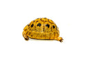 Syrian Golden Greek Tortoise Adult Female 2 (Testudo graeca terrestris) -