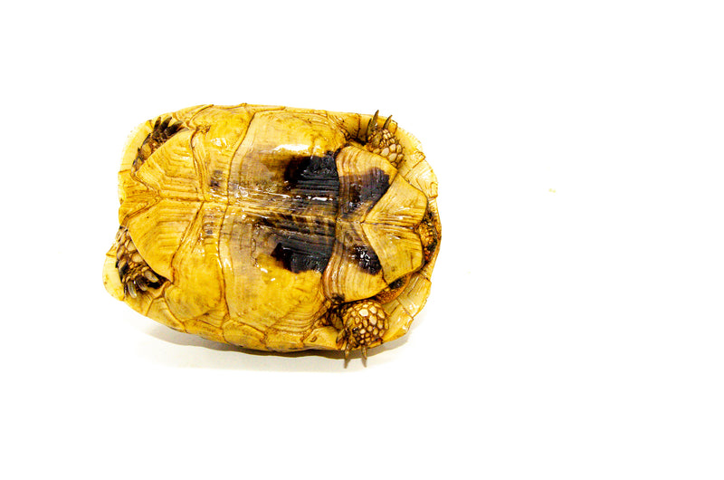 Syrian Golden Greek Tortoise Adult Female 2 (Testudo graeca terrestris) -