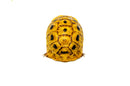 Syrian Golden Greek Tortoise Adult Female 2 (Testudo graeca terrestris) -
