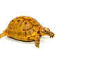 Syrian Golden Greek Tortoise Adult Female 3 (Testudo graeca terrestris) -