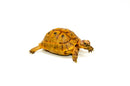 Syrian Golden Greek Tortoise Adult Female 3 (Testudo graeca terrestris) -