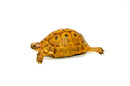 Syrian Golden Greek Tortoise Adult Female 3 (Testudo graeca terrestris) -