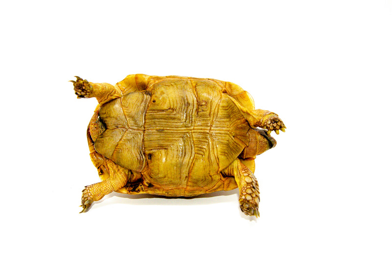 Syrian Golden Greek Tortoise Adult Female 3 (Testudo graeca terrestris) -