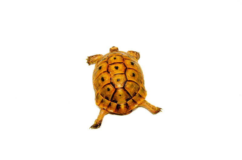 Syrian Golden Greek Tortoise Adult Female 3 (Testudo graeca terrestris) -