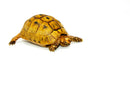 Syrian Golden Greek Tortoise Adult Male 1 (Testudo graeca terrestris) -