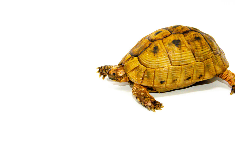 Syrian Golden Greek Tortoise Adult Male 1 (Testudo graeca terrestris) -