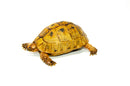 Syrian Golden Greek Tortoise Adult Male 1 (Testudo graeca terrestris) -