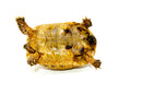 Syrian Golden Greek Tortoise Adult Male 1 (Testudo graeca terrestris) -