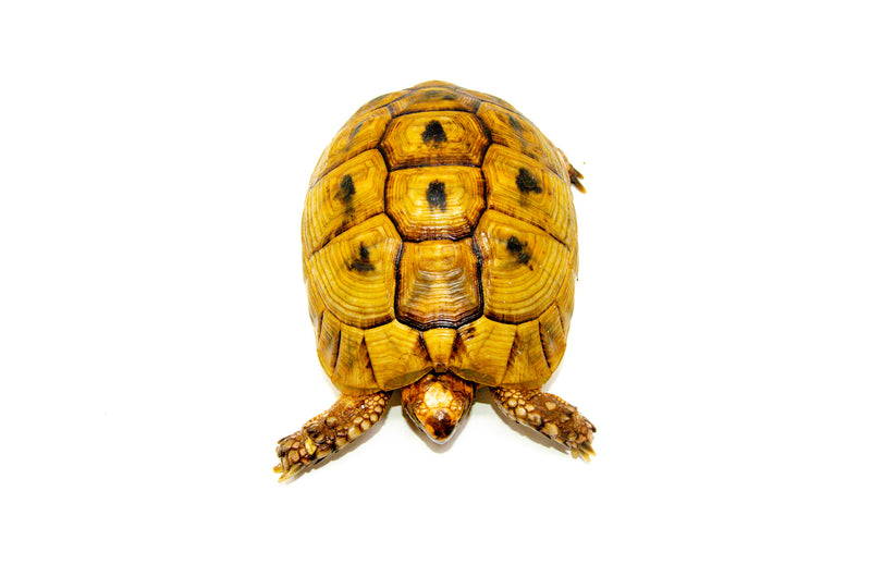 Syrian Golden Greek Tortoise Adult Male 1 (Testudo graeca terrestris) -