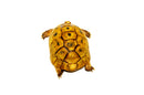 Syrian Golden Greek Tortoise Adult Male 1 (Testudo graeca terrestris) -