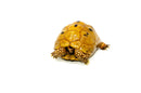 Syrian Golden Greek Tortoise Adult Male 2 (Testudo graeca terrestris) -