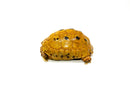 Syrian Golden Greek Tortoise Adult Male 2 (Testudo graeca terrestris) -