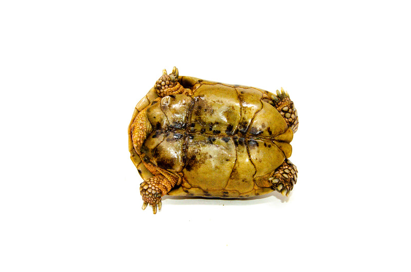 Syrian Golden Greek Tortoise Adult Male 2 (Testudo graeca terrestris) -