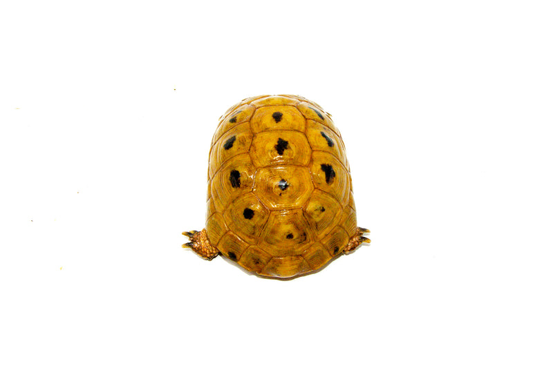 Syrian Golden Greek Tortoise Adult Male 2 (Testudo graeca terrestris) -