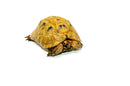 Syrian Golden Greek Tortoise Adult Male 3 (Testudo graeca terrestris) -
