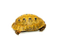 Syrian Golden Greek Tortoise Adult Male 3 (Testudo graeca terrestris) -