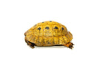 Syrian Golden Greek Tortoise Adult Male 3 (Testudo graeca terrestris) -