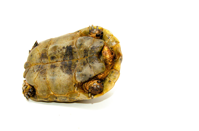 Syrian Golden Greek Tortoise Adult Male 3 (Testudo graeca terrestris) -