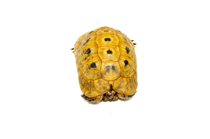 Syrian Golden Greek Tortoise Adult Male 3 (Testudo graeca terrestris) -