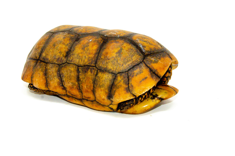 Super Hi Yellow Foot Tortoise Adult Male (14 inch) (Geochelone denticulata) -