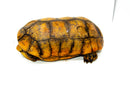 Super Hi Yellow Foot Tortoise Adult Male (14 inch) (Geochelone denticulata) -