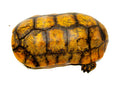 Super Hi Yellow Foot Tortoise Adult Male (14 inch) (Geochelone denticulata) -