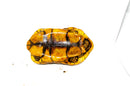Super Hi Yellow Foot Tortoise Adult Male (14 inch) (Geochelone denticulata) -